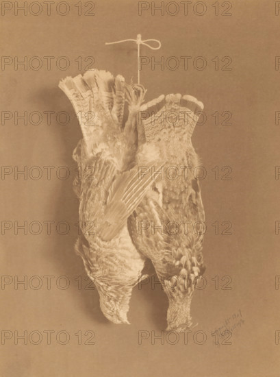 Still life with two collared fowl, hanging on a rope, photograph, copyright notice: 'copyright 1907, By AL Kellogg', photographer: A. Leonora Kellogg, United States of America, 1907, North America, paper, platinum process, height 241 mm x width 180 mm, still life of related objects, meat, still life of meat, A sepia-toned photograph showing two dead birds hanging upside down from a thin string tied in a loop, their feathers detailed with patterned markings and layered wing and tail plumage, one bird's head drooping downward while the other shows its back and wings, a soft shadow cast on the plain background and textured paper surface.