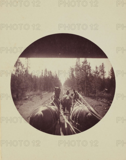 View from a carriage or omnibus on a team of horses, photograph, United States of America, 1889-08-25, photographer, North America, paper, pasteboard, daylight gelatin silver print, diameter 61 mm, height 103 mm x width 78 mm, height 134 mm x width 198 mm, horse, forest, wood, four-wheeled vehicle drawn by more than three animals, A circular sepia photograph shows a rear view of a team of horses harnessed to a wagon on a dirt road flanked by tall evergreen trees, with the horses' backs and harnesses prominent in the foreground and the road and tree line receding into the distance, all set against a pale background.
