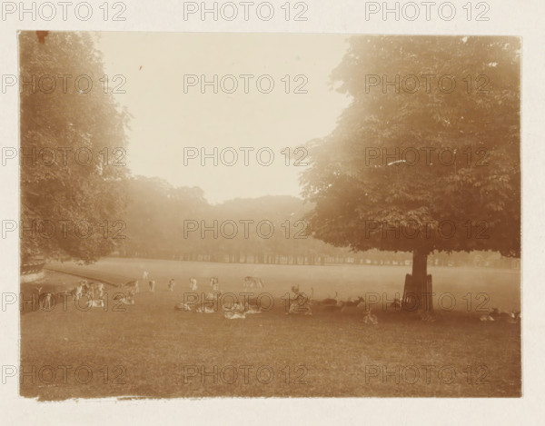 Deer park, photograph, possibly in the Haarlemmerhout. Part of the loose-leaf photo album with 39 photos of a trip through the Netherlands, ca. 1907-1910., Haarlem (possibly), c. 1907 - c. 1910, photographer, paper, pasteboard, daylight collodion silver print, height 80 mm x width 110 mm, height 180 mm x width 235 mm, park, hoofed animals: deer, Haarlemmerhout, A sepia-toned scene showing a wide grassy park area bordered by tall trees on both sides, with a large tree prominently on the right foreground and a fenced trunk around its base, groups of deer scattered across the grass in various resting and standing poses, a distant row of trees forming a shaded background, and a light sky above.