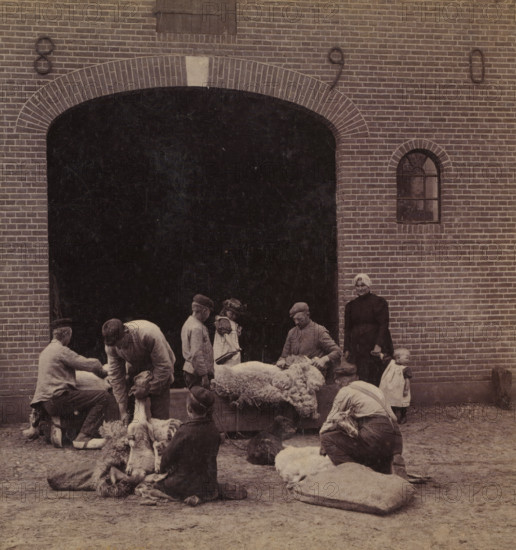 Sheep being sheared near Leersum, Sheep Shearing, Faces and landscapes in Europe, Africa and Asia, Geographical Sculpture Gallery, collected by MJ Broekhuijsen, Headmaster of a school in Amsterdam, stereograph, annotation: 'near Leersum.', Leersum, publisher: Merkelbach & Co., Amsterdam, compiler (person in literature): Martien Johan Broekhuijsen, c. 1905, photographer, compiler (person in literature), pasteboard, paper, albumen print, height 87 mm x width 177 mm, Part of a group of 52 stereophotos used in primary education as a supplement to school charts. The entire series consisted of 274 items in 10 categories (A to K)., shearing (sheep), A group of people stand and kneel in front of a large arched dark opening in a brick wall, handling woolly sheep that lie on the ground and on a low platform; some men are bent over holding or shearing the animals while another person stands upright near a small arched window set into the brick, and a small child in a light dress stands close by; ...