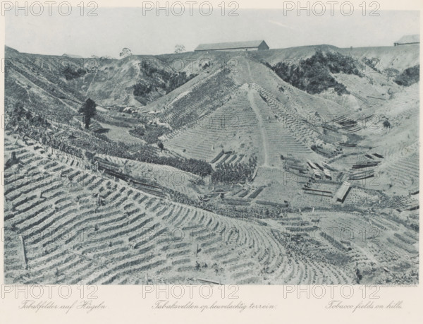 Tobacco fields on hilly terrain, Tobacco fields on the hills of Sumatra, photomechanical print, Part of Album with heliogravures of Sumatra's east coast., number: '22', photographer: Carl J. Kleingrothe, Sumatra, cliché maker: Johann Baptist Obernetter, Munich, in or before 1898, Carl J. Kleingrothe, Johann Baptist Obernetter, photographer, cliché maker, Bavaria, paper, photoaquatint, heliogravure, height 191 mm x width 290 mm, tobacco, plantation, (high) hill, field filled with a crop, A monochrome aerial view of terraced hills covered in cultivated rows with ridged patterns, showing slopes, ridges, and valleys; scattered trees and clusters of vegetation appear among the terraces; several long narrow wooden structures lie along the slopes and valley areas; a few small buildings or sheds are visible near the hilltops and within the valley; winding tracks and footpaths run up and down the hillsides; the sky above the horizon is pale and empty.