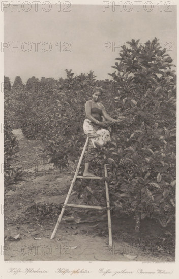 Indonesian coffee picker on a ladder on a plantation in Sumatra (former title), Coffee picker on a ladder on a plantation in Sumatra, Coffee picker, photomechanical print, Part of Album with heliogravures of Sumatra's east coast., number: '35', photographer: Carl J. Kleingrothe, Sumatra, clichémaker: Johann Baptist Obernetter, Munich, in or before 1898, Carl J. Kleingrothe, Johann Baptist Obernetter, photographer, clichémaker, Bavaria, paper, photoaquatint, heliogravure, height 276 mm x width 182 mm, adult woman, working class, laborers - AA - women, A woman sits on a wooden ladder placed among dense leafy bushes, wearing a strapless top and a patterned skirt, with one foot on a ladder rung and her hands holding a branch laden with small round fruits; the scene shows rows of similar bushes extending into the background under a plain sky, and the ground around the ladder appears bare with scattered leaves.