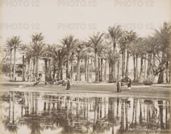 Men with a herd under the palm trees in Bedrechen near Cairo, Caire, Palmiers a Bedrechen, photograph, Part of a travel album with 80 photos of Egypt., negative number: '121', photographer: Maison Bonfils, Egypt, c. 1870 - c. 1898, North Africa, pasteboard, paper, albumen print, height 221 mm x width 278 mm, trees: palm-tree, Ottoman Empire, Cairo (city), A wide scene showing a dense row of tall palm trees with textured trunks and feathery fronds along a shoreline, their trunks reflected in the rippling water in the foreground, several figures in long robes standing or walking near the water's edge, a small herd of animals grazing near the trees, patches of low vegetation and scattered bushes between the palms, and a few buildings partly visible behind the trees.