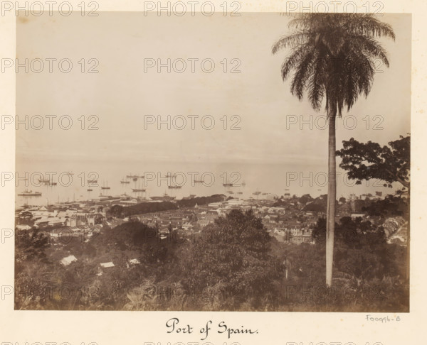 View of the harbor of Port of Spain, album page, photograph, This photo is part of an album., inscription: 'Port of Spain', Trinidad (Trinidad and Tobago), 1880 - 1900, photographer, paper, albumen print, height 347 mm x width 297 mm, city-view in general, 'veduta', harbor (view, vehicle, ship, etc.), A sepia-toned elevated view showing a coastal town with densely packed rooftops and streets in the foreground, a tall slender palm tree rising on the right side with its fronds spreading at the top, another tree with a broad canopy partially visible near the right edge, multiple sailing ships anchored on calm water in the middle distance, and a wide pale sky occupying the upper portion of the image.