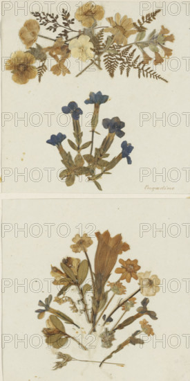 Collage of gentians and mountain flowers from the Engadin, Engadine, album page, collage (visual work), Part of Travel Album with photos of Switzerland, Austria, Italy, and Germany., compiler (person in literature): anonymous, England, c. 1860 - c. 1890, compiler (person in literature), plant material, biological material, paper, flower (plant material), leaf (plant material), album page with dried flowers, height 164 mm x width 161 mm, dried flowers, Pressed flowers and fern fronds are arranged on a light background in three separate groupings. At the top, pale yellow and brown rounded petals form small blooms interspersed with delicate fern leaves and thin stems. In the middle, a cluster of deep blue tubular flowers with elongated green leaves and slender stems creates a vertical composition. At the bottom, a mixed bouquet includes a prominent brownish elongated trumpet-shaped bloom surrounded by smaller pale yellow and brown flowers, various leaves, and short stems scattered around.