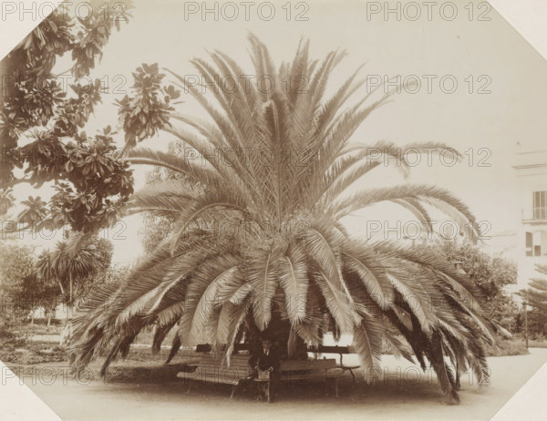 Man sitting on a bench under a palm tree on Madeira, Madeira, photograph, Part of Album with 191 photos of a trip to and through South Africa., c. 1885 - c. 1910, photographer, paper, albumen print, height 174 mm x width 234 mm, trees: palm-tree, A large palm with long arching fronds fills the center of the scene, its dense crown of featherlike leaves extending outward and downward to form a shaded canopy over a wooden bench beneath it; a person in dark clothing sits on the bench partially obscured by the hanging fronds; to the left, another tree with broad clustered leaves occupies the upper corner, and additional smaller plants and trees appear behind and around the palm; a light-colored building facade with windows is visible in the right background, and the ground in front of the bench is bare and smooth.