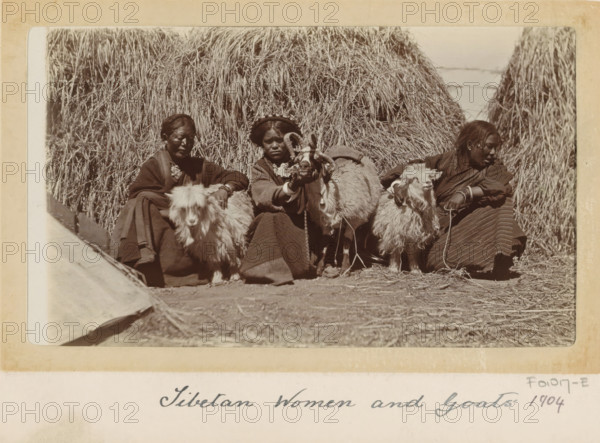 Tibetan women with goats for haystacks, Tibet, photograph, Part of Photo album with 24 photos of army telegraphist DT Dalton's journey through Tibet., title: 'Tibetan Women and Goats 1904', photographer: DT Dalton, 1904, DT Dalton, photographer, paper, daylight gelatin silver print, height 80 mm x width 137 mm, anonymous historical person depicted - BB - woman, head-gear, goat, hay-stack, clothes covering the entire body, styles of hairdress - AA -, women, Three seated women wearing layered garments and jewelry sit in front of tall stacks of dried reed or straw, each holding a shaggy goat with long fur and curved horns, the central woman wearing a round hat and holding a goat's head forward while the others rest hands on their animals, with a ground of scattered straw visible beneath them.