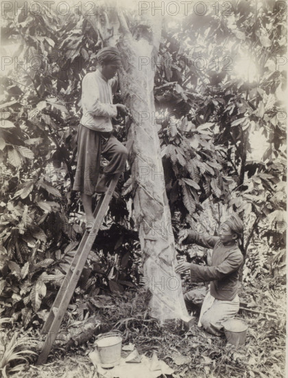 Rubber tappers carve tree in Dutch East Indies, photograph, Part of Travel Album with Forty Photos of the Dutch East Indies., photographer: Onnes Kurkdjian, Dutch East Indies, The, 1912, paper, daylight gelatin silver print, height 235 mm x width 177 mm, harvest, (non-fruit) products of plants or trees: rubber, economic history, rubber culture, A grayscale photograph showing two men working on a tall tree trunk in a dense leafy environment; one man stands on a ladder leaning against the trunk, wearing a long-sleeved shirt, loose trousers, and a headwrap, with one hand on the trunk and the other holding a tool against the bark, while the other man kneels at the base of the tree, also wearing a headwrap and long clothing, reaching toward the trunk with his hands; the tree trunk shows spiral strips or peeled sections along its length, and foliage with large leaves surrounds them, with buckets and small containers placed on the ground nearby among grasses and scattered leaves.