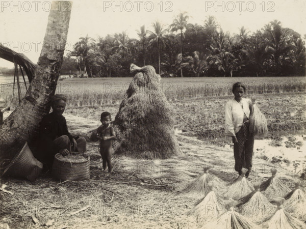 Man and woman with child at the grain harvest, Indies man and woman with child at the grain harvest (former title), photograph, Part of Travel Album with forty photographs of the Dutch East Indies., photographer: Onnes Kurkdjian, Dutch East Indies, The, 1912, paper, daylight gelatin silver print, height 178 mm x width 237 mm, harvest, field filled with a crop, economic history, A rural scene shows a field bordered by a row of tall palm trees and dense foliage in the background, with a large conical stack of harvested stalks standing near the center; to the left a leaning palm trunk and a seated person beside woven baskets are visible, and a small child stands nearby; to the right a standing woman holds a tied bundle of stalks and several smaller tied bundles are arranged on the ground in the foreground.