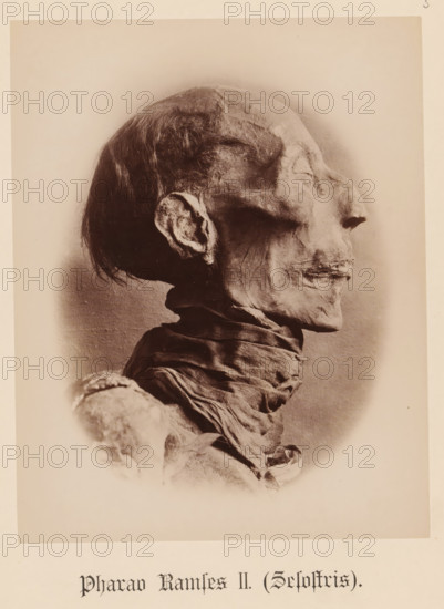 Pharaoh Ramses II (Sesostris), Head of the mummy of Pharaoh Ramses II, seen from the side, photograph, page, inscription: 'Verlag von S. Mayer in Esslingen', publisher: Samuel M. Mayer, c. 1881 - c. 1886, photographer, paper, albumen print, height 212 mm x width 167 mm, Person, Ramses II (Pharaoh of Egypt), king, mummy, North Africa, Egypt, A sepia-toned photograph of a human mummy shown in profile facing to the right, with a shrunken, desiccated face, closed eyes, preserved hair on the upper head and behind the ear, a wrinkled ear, and a pronounced nasal profile; the neck is wrapped in layered, aged linens and the shoulders and upper chest area show textured, weathered wrappings and exposed, dried skin.