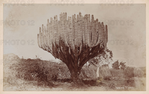 Organo cactus, Mexico, Organo cactus in Mexico, photograph, number: '1541.', photographer: Charles Betts Waite, 1897 - 1923, North America, pasteboard, paper, daylight gelatin silver print, height 126 mm x width 205 mm, height 157 mm x width 231 mm, plants and herbs: cactus, A large, densely branched cactus with many tall, columnar arms forming a rounded canopy rises from a thick, textured trunk in the center of the image, surrounded by low scrub and a stone wall at its base; a slender pale tree stands to the right of the cactus, and distant vegetation and uneven ground extend toward the horizon under a pale, slightly mottled sky.
