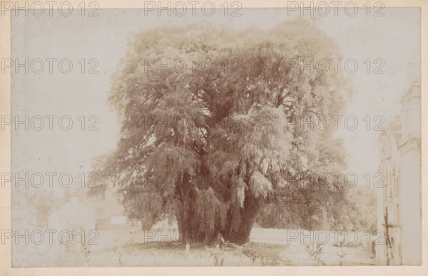 View of the Árbol del Tule in Santa María del Tule, Big Tree of Tule, full height, photograph, copyright notice: 'Es propiedad, Copyrighted.', photographer: Charles Betts Waite, Santa María del Tule, 1897 - 1923, North America, paper, pasteboard, baryta paper, daylight gelatin silver print, height 127 mm x width 203 mm, height 157 mm x width 231 mm, trees, Árbol del Tule, A large, dense tree with drooping, fringed foliage fills the center of the image, its thick trunk and multiple lower branches visible at the base. The tree canopy spreads widely and has a textured, feathery appearance. To the right edge, part of a multi-story building with decorative architectural details is visible. Towards the lower left and behind the tree, low structures with sloped roofs can be seen, and a modest fence or wall runs along the foreground. The overall photograph has a faded, sepia-toned look and a light border around the edges.