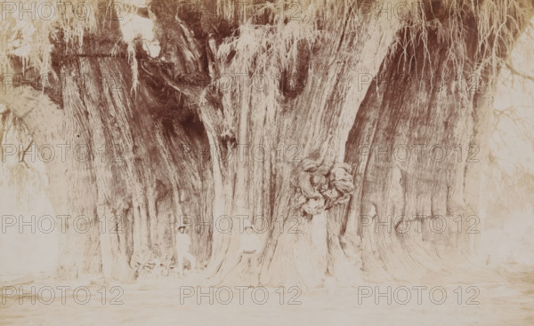 Two Mexican men at the Árbol del Tule in Santa María del Tule, Mexico, big tree of Tule, photograph, number: '640.', photographer: Charles Betts Waite, Santa María del Tule, 1897 - 1923, North America, paper, pasteboard, baryta paper, daylight gelatin silver print, height 127 mm x width 203 mm, height 157 mm x width 231 mm, adult man, trees, Árbol del Tule, A large, textured tree trunk fills the frame with deep vertical grooves and a prominent knotted burl on one side, long dangling strands of foliage hanging from upper branches, lighter and darker wood grain variations across the surface, a broad base with flared roots meeting the ground, and two faintly visible figures standing near the base partially obscured by shadow and trunk.