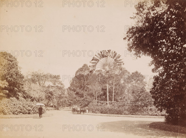 Saigon City Garden, View in the Botanical Garden of Saigon (present-day Ho Chi Minh City), photograph, number: '62', Ho Chi Minh City, 1860 - 1900, photographer, pasteboard, paper, albumen print, height 194 mm x width 244 mm, public gardens, park, Botanical Garden of Saigon, A sepia-toned outdoor scene showing a wide open path bordered by dense trees and foliage, with tall trees and a distinctive fan-shaped palm rising above the canopy near the center, a horse-drawn cart positioned by the roadside with a person standing beside it, and a solitary figure walking along the path holding an umbrella, while large leafy branches frame the right edge of the image.