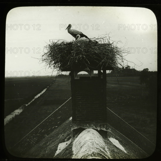 Storks on nest on top of chimney, stereoscopic photograph, number: '24', 1880 - 1920, photographer, inorganic material, glass, paper, slide, height 84 mm x width 170 mm, shore-birds and wading-birds: stork, A large nest of tangled sticks sits atop a brick chimney structure, with two storks perched within the nest; one stork stands upright while the other is lower and appears to be resting. The chimney tops a sloped roof covered in textured shingles and a rounded ridge with patches of lighter material. The background shows a flat landscape with a narrow water channel running alongside fields and a tree line at the horizon beneath a pale sky.