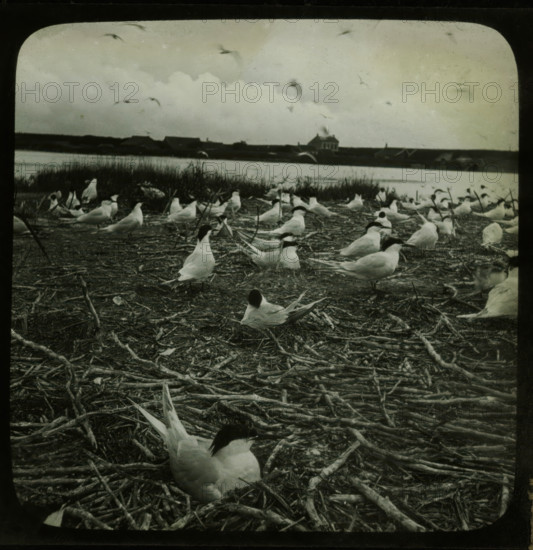 Breeding colony of terns, stereoscopic photograph, number: '5', 1856 - 1890, photographer, inorganic material, glass, paper, slide, height 85 mm x width 170 mm, water-birds (brooding, hatching), A shoreline scene shows many white birds with dark heads standing and sitting among scattered driftwood and dried reeds, a body of water behind them with grassy marsh at its edge, a distant row of low buildings along the far shore and a larger house-like structure visible above them, and a cloudy sky with several birds in flight.