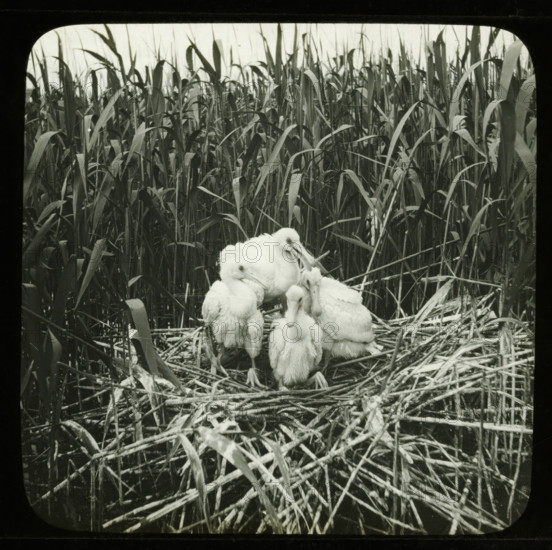 Four young spoonbills on a nest, stereoscopic photograph, number: '2', 1856 - 1890, photographer, inorganic material, glass, paper, slide, height 84 mm x width 170 mm, shore-birds and wading-birds: spoonbill (young animal), A black and white photograph showing tall, dense reeds filling the background and surrounding a nest made of interwoven sticks and dried plant stems, with a cluster of fluffy, light-colored young birds huddled together in the center of the nest.