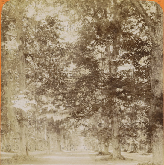 Haarlem, vue dans le bois, Forest landscape near Haarlem, stereograph, number: '21', inscription: 'RBK', publisher: Léon & Lévy, Paris, publisher: J. Lévy & Cie, 1873 - 1890, photographer, pasteboard, paper, albumen print, albumendruk, height 87 mm x width 178 mm, forest, wood, A faded sepia-toned photograph showing a tree-lined path with tall trunks and a dense canopy of leaves overhead, light filtering through the foliage creating mottled highlights and shadows across the scene, trunks of varying thicknesses visible at the sides and receding into the distance, leafy branches forming textured patterns, and a soft, slightly blurred ground area beneath the trees.