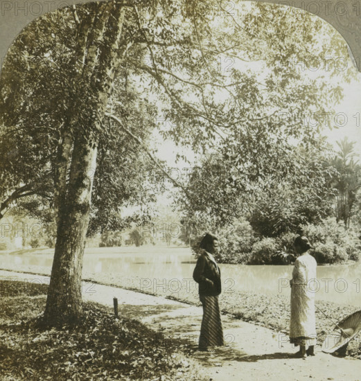 A vista in the Botanical Gardens. Buitenzorg, Java, Man and woman in the botanical garden of Bogor, Kebun Raya Bogor, stereograph, number: '5', number: '16.', copyright notice: 'Copyright 1902 by CH Graves.', photographer: Carleton Harlow Graves, publisher: Universal Photo Art Company, Philadelphia (possibly), 1902, North America, West Java, Bogor, paper, pasteboard, baryta paper, gelatin silver print, developing gelatin silver print, height 89 mm x width 179 mm, botanic garden, 'hortus botanicus', A shaded park scene with large trees and dense foliage occupying the upper portion, a tree trunk in the foreground at left, a paved path curving beside a calm body of water, fallen leaves scattered on the ground, and two women standing on the path facing each other; one woman wears a dark jacket and a long patterned skirt, the other wears a light dress and holds a folded parasol resting on the ground.