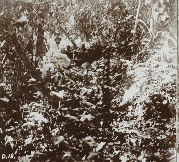 Group of men in the jungle around Fakfak, West Papua, Fakfak. Jungle, Geographical sculpture gallery, collected by MJ Broekhuijsen, head of a school in Amsterdam, Collection D, stereograph, inscription: 'Fakfak lies on the coast of New Guinea opposite Ceram. First, since '98 is here, ', number: '18.', number: 'D.18.', Fakfak, publisher: Merkelbach & Co., Amsterdam, compiler (person in literature): Martien Johan Broekhuijsen, 1900 - 1902, Merkelbach & Co., Martien Johan Broekhuijsen, photographer, publisher, compiler (person in literature), paper, pasteboard, baryta paper, daylight collodion silver print, height 88 mm x width 177 mm, jungle, A densely foliated scene with abundant leaves, stems, and tall grasses filling the frame and creating a layered, textured background; amid the vegetation two seated figures wearing light clothing are partially visible, one wearing a brimmed hat and the other facing forward, both surrounded by undergrowth and branches; a small, narrow boat with a per...