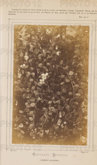 Caper plant, Capparis Spinosa. A Rocquebrune (Alpes Maritimes) S'en va à sa demeure, éternelle., ECC. XII, 5.', number: 'No. 3.', photographer: attributed to Jean Walburg de Bray, Alpes-Maritimes, c. 1866 - in or before 1871, Provence-Alpes-Côte d'Azur, Attributed to, paper, albumen print, height 157 mm x width 99 mm, Photo on third unnumbered page after page 12., shrubs, A faded sepia photograph of dense foliage with many small rounded leaves and scattered flowers, mounted on a bordered page with a narrow decorative frame, showing discoloration and stains around the edges of the page and photograph, with the plant image occupying the central panel and margins of blank paper surrounding it.