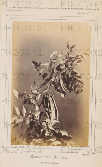 Ceratonia Siliqua. Cueilli à Eze, Alpes Maritimes, Carob Tree, photograph, page, inscription: 'Page 14.', number: 'No 5.', inscription: 'Il aurait voulu rassasier sa faim avec les Caroues dont les porcs se nourrissaient, et personne ne lui, donnait à manger., LUC, XV, 16.', photographer: attributed to Jean Walburg de Bray, c. 1866 - in or before 1871, Attributed to, paper, albumen print, height 157 mm x width 98 mm, Photo on third unnumbered page after page 14., shrubs, A sepia-toned photographic print showing a vertical botanical study of a branch with compound leaves and elongated, curved seed pods suspended among the foliage, placed within a thin decorative rectangular frame on aged paper with visible margins and slight staining.