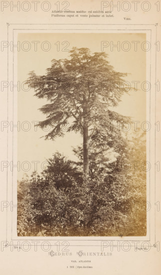 Cedrus orientalis. Var. Atlantis. À Nice, Alpes Maritimes, Lebanon cedar, photograph, page, number: 'No 6.', inscription: 'Atlantis cinctum assidue cui nubibus atris, Piniferum caput et vento pulsatur et imbri., VIRG.', inscription: 'Page 18.', photographer: attributed to Jean Walburg de Bray, Nice, c. 1866 - in or before 1871, Provence-Alpes-Côte d'Azur, Attributed to, paper, albumen print, height 157 mm x width 100 mm, trees: cedar, A sepia-toned photograph mounted on a pale bordered page shows a tall tree with a straight trunk and a broad, layered canopy of horizontal branches and dense foliage, rising above a mass of lower shrubs and leafy vegetation; the image has a faded, antique appearance with slightly darker edges and a lighter sky behind the tree, and the page surrounding the photograph features printed decorative borders and small ornate corner marks.