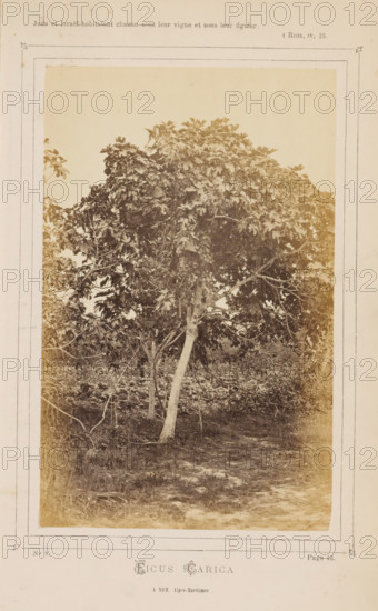 Fig tree, Ficus Caria. À Nice (Alpes-Maritimes), photograph, page, number: 'No 9.', inscription: 'Judah et Israël habitaient sous leur vigne et sous leur figuier., I ROIS, IV, 25.', inscription: 'Page 46.', photographer: attributed to Jean Walburg de Bray, Nice, c. 1866 - in or before 1871, Provence-Alpes-Côte d'Azur, Attributed to, paper, albumen print, height 157 mm x width 98 mm, trees: fig-tree, A sepia-toned photograph framed on an aged page shows a tree with a slender trunk and a dense canopy of broad leaves, surrounded by undergrowth and low vegetation, with patches of bare ground in the foreground and a faintly mottled sky visible above, all bordered by a decorative printed frame on the page.