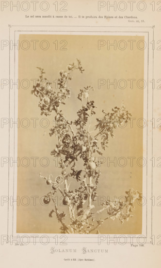 Solanum Sanctum from Èze, Solanum Sanctum. Cueilli à Eze (Alpes-Maritimes), photograph, page, inscription: 'Le sol sera maudit à cause de toi. ... Il te produira des Epines et des Chardons., GEN. III, 18.', inscription: 'Page 148.', inscription: 'No 23.', photographer: attributed to Jean Walburg de Bray, Èze, c. 1866 - in or before 1871, Provence-Alpes-Côte d'Azur, Attributed to, paper, albumen print, height 157 mm x width 100 mm, plants (in general), A sepia-toned botanical photograph mounted on aged paper showing a tall, branched plant with spiny stems, curled and jagged leaves, and multiple round fruit, some whole and some split open to reveal segmented interiors, framed by a double-lined decorative border and surrounded by margins of discolored paper.