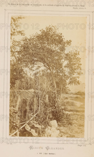 Nerium Oleander. A Nice (Alpes-Maritimes), Oleander in Nice, photograph, page, inscription: 'Page 176.', number: 'No 25.', inscription: 'Le désert et le leiu aride se réjouiront, et la solitude s'égaiera et fleurira comme la Rose., ESAÏE, XXXV, 1.', photographer: attributed to Jean Walburg de Bray, Nice, c. 1866 - in or before 1871, Jean Walburg de Bray, photographer, Provence-Alpes-Côte d'Azur, Attributed to, paper, albumen print, height 157 mm x width 99 mm, shrubs: oleander, A faded photograph shows a tall tree with a rounded canopy of thin leaves and clusters of small flowers standing beside a rough stone and wooden fence entwined with vines and tall grasses; a narrow dirt path runs past the fence through low vegetation and scattered rocks toward a distant, hazy built structure partially visible on the horizon, all framed by a pale border and surrounded by an aged paper background.
