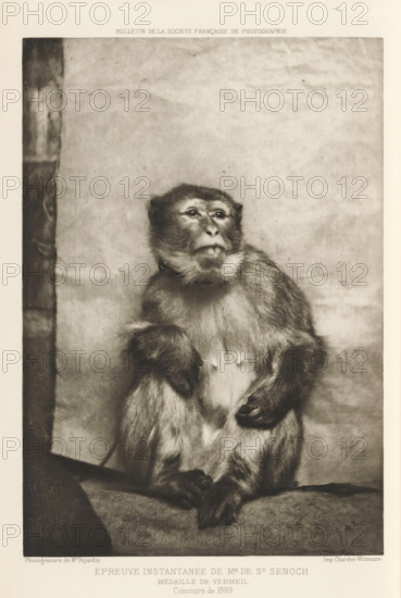Sitting monkey, page, photomechanical print, inscription: 'Médaille de vermeil, Concours de 1889', photographer: Edgar Haincque de Saint Senoch, cliché maker: Paul Dujardin, printer (person): Chardon-Wittmann, Paris, c. 1884 - in or before 1889, printer (person), paper, photoaquatint, height 200 mm x width 135 mm, Print on unnumbered page., monkeys, apes, A sepia-toned photograph of a seated monkey facing slightly to the left, with visible fur texture and a lighter fur patch on its chest, its left arm resting near its torso and its right arm bent with the hand near its waist, a neutral facial expression with eyes looking upward and a short snout, a plain backdrop behind the animal with a darker vertical strip at the left edge, and a narrow border around the image.