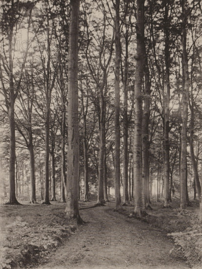 Sous-bois, Road in a deciduous forest, page, photomechanical print, inscription: 'Section d'Anvers - Exposition de 1889', photographer: Léon Keusters, cliché maker: Joseph Maes, printer (person): Joseph Maes, Antwerp, c. 1883 - in or before 1888, Léon Keusters, Joseph Maes, photographer, cliché maker, printer (person), paper, collotype, photoprint, height 150 mm x width 113 mm, Print on unnumbered page., forest, wood, forest path or lane, trees, A vertical monochrome photograph shows a forest scene with tall, straight tree trunks extending upward and a dense network of bare and leafy branches forming a canopy; a dirt path winds from the foreground into the trees, flanked by patches of low vegetation and exposed roots, and light filters through gaps between trunks creating a range of soft tones across the ground and foliage.