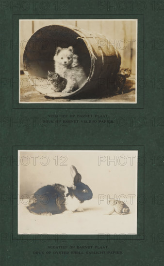 Rabbit opposite frog, photograph, page, inscription: 'NEGATIVE ON BARNET PLATE., PRINT ON OYSTER SHELL GASLIGHT PAPER.', c. 1909 - in or before c. 1914, photographer, paper, baryta paper, gelatin silver print, gelatin silver developing print, height 70 mm x width 99 mm, rodents: rabbit, tailless amphibians: frog, A dark green textured page with two mounted sepia-toned photographs framed by thin light borders; the top photograph shows a fluffy light-colored puppy sitting inside a large round wooden barrel with a small tabby kitten beside it and another kitten partially visible outside the barrel, and the bottom photograph shows a dark-and-white rabbit facing a small textured toad on a light surface.