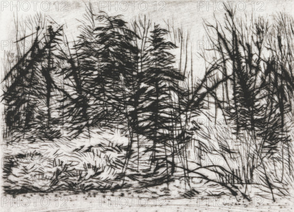 Naaldbos, print, Naaldbos., signature: 'KEES STOOP', printmaker: Kees Stoop (signed by artist), 1944 - c. 1990, paper, drypoint, height 200 mm x width 247 mm, height 110 mm x width 149 mm, forest, wood, A monochrome image showing dense, dark, spiky foliage and slender trunks against a lighter background, with layered clusters of needle-like branches and thin vertical lines suggesting tall, narrow stems; the lower area contains scattered, short, slanted marks and tangled, linear textures that resemble undergrowth and ground cover, while the upper area is lighter with faint horizontal and diagonal scratches, creating contrast between the dark, textured plant forms and the pale surrounding space.