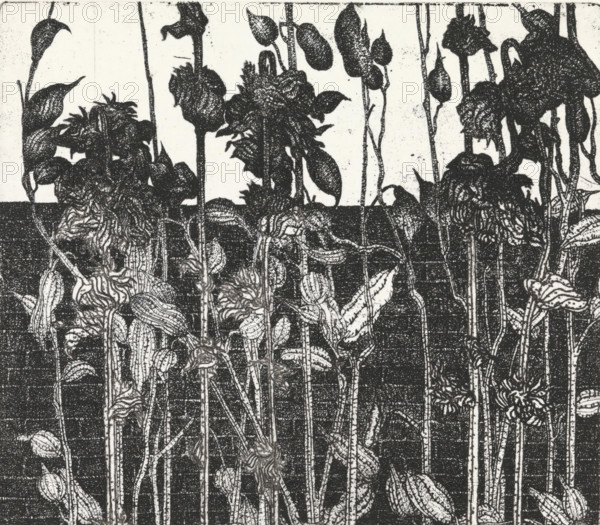 Vegetation in front of a wall, print, Vegetation in front of a wall., inscription: '1e STAAT', signature: 'KEES STOOP', printmaker: Kees Stoop (signed by artist), 1944 - c. 1990, paper, etching, height 175 mm x width 250 mm, height 148 mm x width 165 mm, plants and herbs, A high-contrast black-and-white image showing vertical plant stems rising from a dark horizontal ground, with a dense arrangement of leaves and flower heads at the top of the stems; leaves vary in shape with elongated, pointed, and slightly curved forms, many showing ribbed or veined textures, and flower heads appear rounded and clustered with layered petals or bud-like forms; the background above the horizon is light and speckled, creating silhouette-like outlines of the stems and foliage against it.