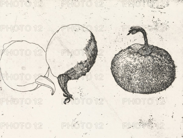 Gourds, print, Two gourds, one in half., signature: 'KEES STOOP', printmaker: Kees Stoop (signed by artist), 1944 - c. 1990, paper, etching, height 160 mm x width 228 mm, height 120 mm x width 143 mm, fruits: gourd, A black ink drawing on a pale background shows three round fruit-like forms arranged horizontally, each outlined and shaded with fine crosshatching and short strokes; the leftmost form is a simple outlined circle with a curved stem attached, the central form has heavier textured shading along one side and a twisted, knotted tail-like stem, and the rightmost form is densely textured with short marks across its surface and a curved elongated stem rising from its top; small ink speckles and smudges are scattered across the background.