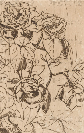 Roses (original title), print, printmaker: Floris Verster, 1891, paper, etching, drypoint, intaglio printmaking technique, height 180 mm x width 118 mm, flowers: rose, A sepia-toned line drawing of blooming roses with overlapping petals and visible veins, surrounded by stems and pointed leaves, rendered with fine dark ink lines on a textured wooden or paper-like background.