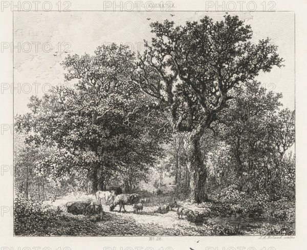 Forest scene with cattle, print, Series number, 28, printmaker: Johannes Arnoldus Boland, Amsterdam, after design by Barend Cornelis Koekkoek, c. 1860 - c. 1900, paper, chine collé, etching, etching on chine collé, height 145 mm x width 180 mm, forest, wood, A detailed black and white etching of a wooded scene dominated by large, textured trees with dense, intricate foliage and twisting branches, under a sky with subtle line shading and a few small birds; a shaded path or clearing runs through the center beneath the trees where a flock of sheep grazes and stands in various poses, some clustered and some separated, while low undergrowth and bushes fill the foreground and sides, and finer lines create depth and distant trees receding into the background.