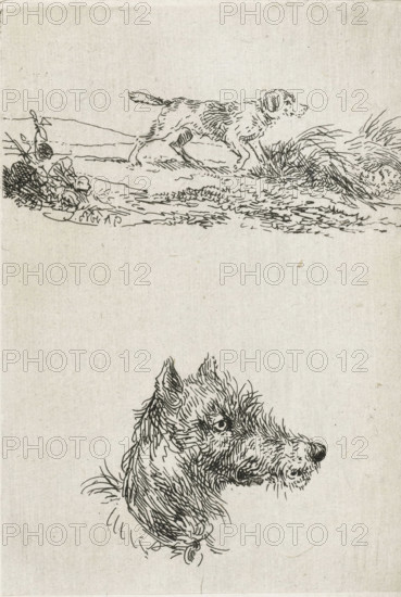 Dog's head and dog in landscape, print, printmaker: Guillaume Anne van der Brugghen, Netherlands, after design by Guillaume Anne van der Brugghen, c. 1856, Guillaume Anne van der Brugghen, printmaker, paper, chine collé, etching, etching on chine collé, height 112 mm x width 77 mm, dog, A vertically oriented sketch on textured paper showing two separate pen drawings of dogs; near the top a profile of a dog in a walking stance amid short grasses and low plants, rendered with thin, sketchy lines and fur details, and lower on the page a detailed head-and-neck study of a dog turned three-quarters with visible whiskers, textured fur, erect ears, and a collar, all drawn in fine, crosshatched ink lines against an otherwise blank background.