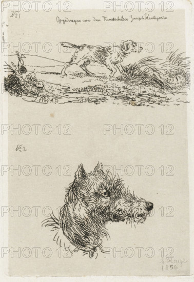 Dog's head and dog in landscape, print, printmaker: Guillaume Anne van der Brugghen, The Hague, after design by Guillaume Anne van der Brugghen, dedicated to: Joseph Hartogensis, 1856, Guillaume Anne van der Brugghen, Joseph Hartogensis, printmaker, paper, chine collé, etching, etching on chine collé, height 112 mm x width 77 mm, dog, A vertical sheet with two pen-and-ink dog studies on a pale background, the upper study showing a dog in profile walking through low grass and scrub with a horizontal ground line and sparse vegetation drawn with short, sketchy strokes, and a small handwritten line of script near the top edge above it; below is a larger detailed head-and-neck study of a dog rendered with dense, curly, overlapping ink lines showing textured fur, erect ears, an open mouth with visible teeth, and a ribbon or tie at the fur on the neck.