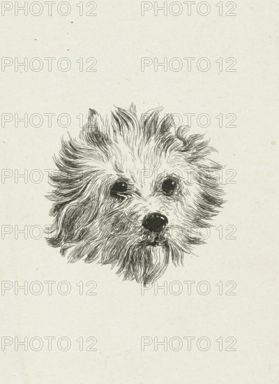 Head of dog, print, printmaker: Eduard Cuypers, Netherlands, 1869 - 1927, paper, chine collé, etching, etching on chine collé, height 116 mm x width 77 mm, dog, A hand-drawn ink sketch of a small fluffy dog head with shaggy fur radiating outward, dark round eyes, a black nose, and a slightly open mouth, centered on a pale textured background.