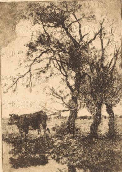Cow at the waterside, print, Standing cow at the waterside, next to three trees., signature: 'G. Altmann', printmaker: Gerard Altmann (signed by artist), 1887 - 1940, paper, etching, intaglio printmaking technique, etching with plate tone, height 181 mm x width 125 mm, cow, A monochrome etching shows a pastoral scene with tall, slender trees with textured trunks and fine, wispy foliage occupying the right and center of the image, their branches extending across the sky; a grazing cow stands on the left near the trees, its body rendered with dense, crosshatched lines; the foreground features grassy, uneven ground with a small reflective water area, and distant low hills or fields recede into the background under a lightly sketched sky.