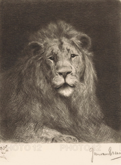 Head of a lion, print, Lower left a branch with leaves and flowers., printmaker: Jan van Essen (signed by artist), 1864 - 1936, paper, chine collé, etching, etching on chine collé, height 228 mm x width 174 mm, beasts of prey, predatory animals: lion (head of an animal), A detailed pencil drawing of a lion's head and upper body facing forward, with a full mane rendered in fine, overlapping strokes against a dark shaded background, dark eyes and a prominent nose and mouth, visible front paws resting in front, and a narrow light border along the bottom with a small floral sketch at one corner.