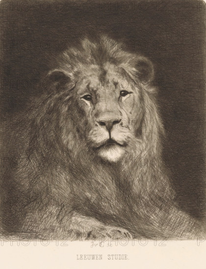 Head of a lion, print, printmaker: Jan van Essen (signed by artist), 1864 - 1936, paper, chine collé, etching, etching on chine collé, height 230 mm x width 174 mm, beasts of prey, predatory animals: lion (head of an animal), A detailed monochrome drawing of a large lion facing forward, showing its head and upper body with a full mane rendered in fine crosshatching. The lion's eyes are visible with a calm, steady gaze, and its nose, mouth, and whisker area are clearly defined. The mane surrounds the face with varied textures and shading, blending into a dark background. The lower portion of the image shows the lion's front paws and part of its chest with continued crosshatched fur detail. A blank border appears at the bottom separating the drawing from the edge.
