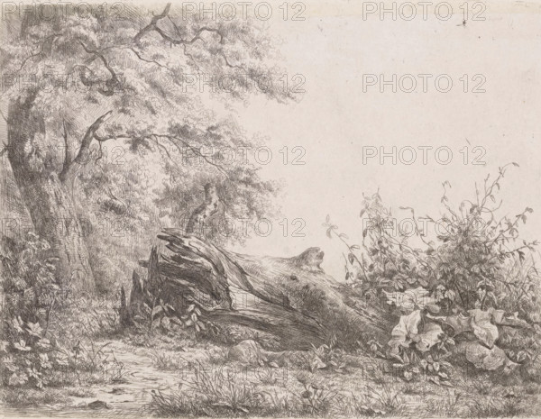 Fallened tree at the edge of the forest, Five etching proofs, print, printmaker: Pierre Louis Dubourcq, Netherlands, 1836, paper, chine collé, etching, etching on chine collé, height 173 mm x width 228 mm, trees, A detailed pen drawing of a natural scene showing a large, gnarled tree trunk lying across the ground with exposed roots and textured bark, surrounded by dense foliage and various leafy plants. To the left, a standing tree with twisting branches and a canopy of small, finely rendered leaves extends upward and outward, its branches overlapping the fallen trunk. The foreground features grasses, low plants, and a narrow, winding path or stream bed with scattered small stones. On the right, a cluster of shrubs and climbing vines with elongated leaves grows beside the fallen wood, their stems and leaves intricately hatched. The background above and behind the trees is mostly empty paper, providing a pale, neutral space contrasting with the densely sketched vegetation.