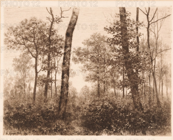 Bos, print, inscription: 'From: 'Radierungen', Weimar 1889', printmaker: Max Asperger, Weimar, publisher: Weimarer Radierverein, 1889, Thuringia, paper, chine collé, etching, intaglio printmaking technique, height 188 mm x width 234 mm, forest, wood, A sepia-toned etching depicting a dense forest scene with tall, slender tree trunks rising from a textured undergrowth, some trunks straight and others leaning, surrounded by clusters of fine, delicate foliage and thin branches. The foreground shows thick ground cover with varied vegetation rendered in intricate crosshatching, while midground trees display more detailed bark texture and leaves in small, clustered shapes. In the background, paler, more distant trees and leafy canopies fade into a lightly shaded sky, creating depth through contrast and line density. The overall composition emphasizes vertical tree forms and a rich, detailed pattern of leaves and grasses.