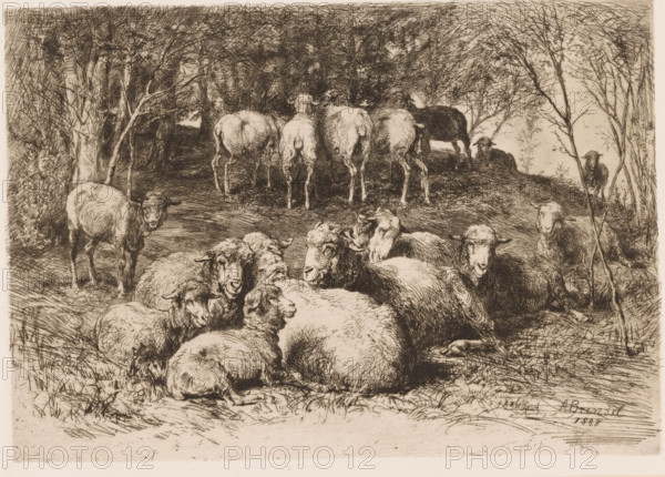 Sheep in a forest, print, printmaker: Albert Heinrich Brendel, Weimar, publisher: Weimarer Radierverein, 1888, Thuringia, paper, chine collé, etching, intaglio printmaking technique, height 217 mm x width 299 mm, Print is part of a group of prints published between 1880 and 1888 by the Gesellschaft für Radierkunst in Weimar., sheep, A group of sheep shown in a pastoral scene with several sheep lying in the foreground and others standing or grazing on a slight rise in the midground, surrounded by trees with detailed branches and foliage; the image is rendered in a monochrome etching style with fine line work and crosshatching, showing textured wool, varied facial expressions and poses of the animals, and grassy ground beneath them.