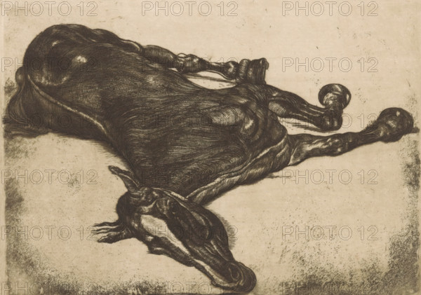 Dead horse, print, printmaker: Pieter Dupont, Paris, 1900, paper, etching, intaglio printmaking technique, height 133 mm x width 185 mm, This etching was created when Pieter Dupont was staying in Paris and making studies in an abattoir there., horses and kindred animals, A detailed monochrome engraving of a horse lying on its side with its head turned toward the viewer, showing a muscular body with flowing, textured lines that define the contours of the back, flank, and legs, a visible mane near the neck, and hooves curled upward, all set against a plain, slightly speckled background.
