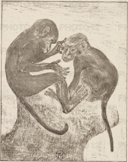 Two flea monkeys, print, printmaker: Theo van Hoytema (signed by artist), 1878 - 1914, paper, chine collé, lithography, blind-stamped, lithography and blind printing on chine collé, height 179 mm x width 142 mm, height 186 mm x width 150 mm, monkeys, apes, looking for flees, A monochrome sketch of two monkeys facing each other on a textured surface, their bodies curled and intertwined with long tails extending downward, one monkey reaching toward the other's face while the other looks slightly downward; the drawing shows fur texture and contour lines, shaded areas, and a simple bordered edge around the composition.