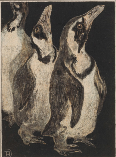 Three penguins, print, printmaker: Theo van Hoytema (signed by artist), 1878 - 1906, paper, chine collé, color lithography, color lithography on chine collé, proof, height 221 mm x width 169 mm, height 426 mm x width 304 mm, Print is a test print for calendar page November 1906., water-birds, Three penguins fill the frame against a dark background, their bodies rendered in textured strokes of pale beige and dark charcoal. Two birds stand close together with their heads tilted upward, showing dark facial markings around their eyes and lighter patches on their chests, while a third bird is partially visible behind them. Their flippers hang at their sides with feather details suggested by fine lines, and their webbed feet rest on a dark surface with claw outlines. The overall image has a grainy, etched quality with visible scratch-like marks and contrasts between the light and dark areas.